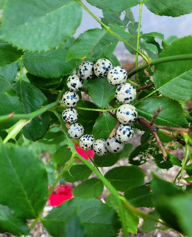 Ladies Delicate Chain Bracelets -Dalmatian Jasper Bracelet